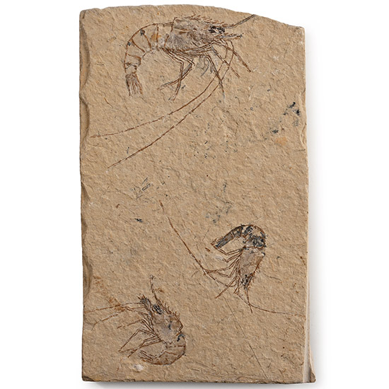 Fossil Shrimp Plate
