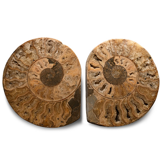 Large Cut and Polished Fossil Ammonite Halves