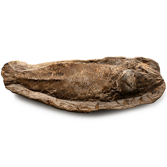 Large Fossil Fish in Matrix