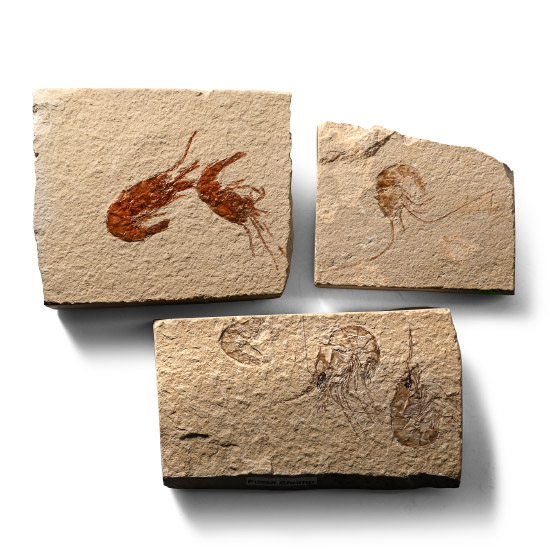 Fossil Shrimp in Matrix Group