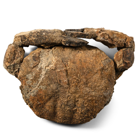 Fossil Crab with Both Claws