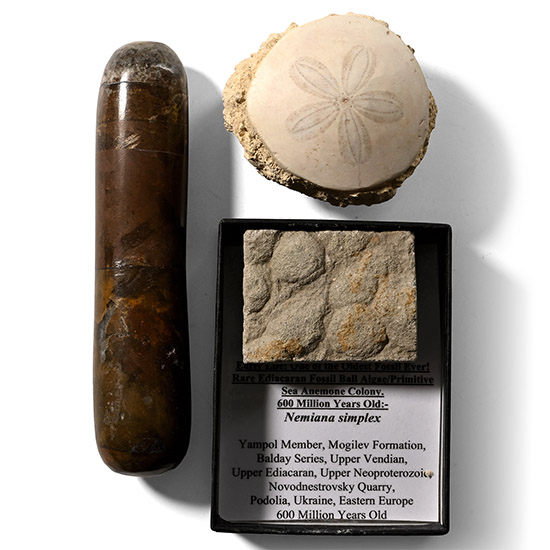 Fossil Sand Dollar and Ediacaran Primitive Sea Anemone Colony Group