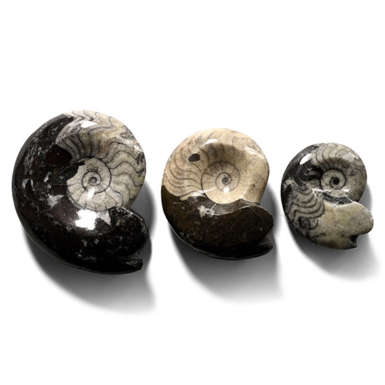 Polished Fossil Goniatite Specimen Collection