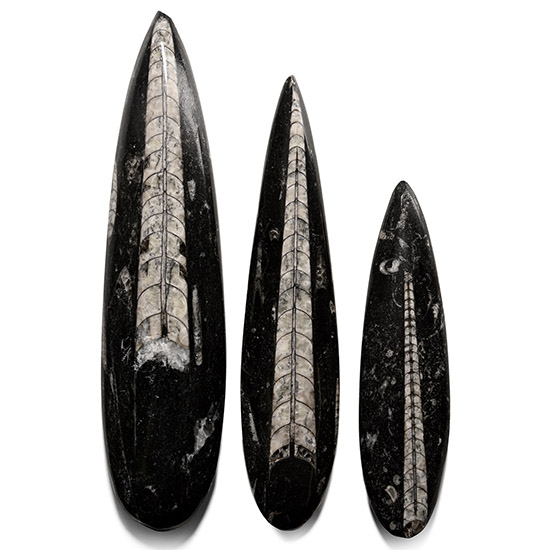 Large Polished Fossil Orthoceras Specimen Collection