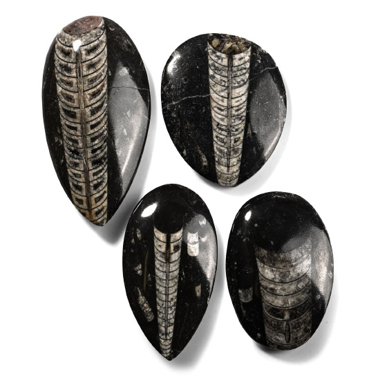 Polished Fossil Orthoceras Specimen Collection