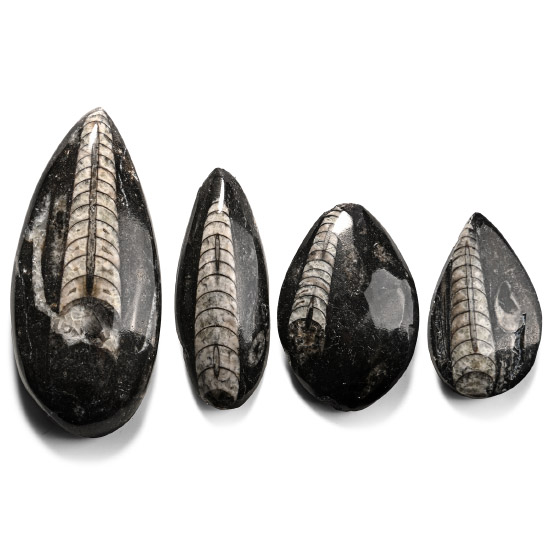Polished Fossil Orthoceras Specimen Collection