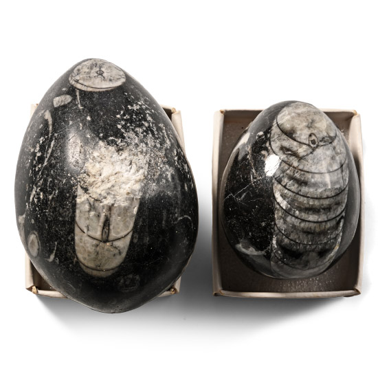 Polished Fossil Orthoceras Egg Pair