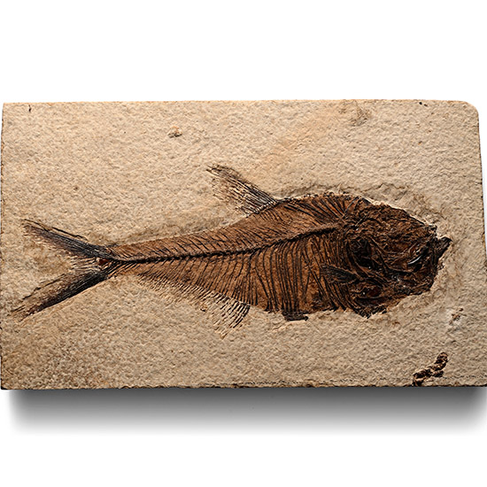 Fossil Diplomystus Fish in Matrix