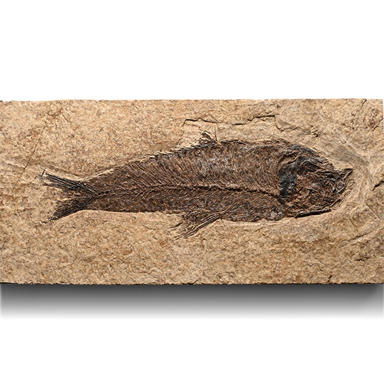 Fossil Fish in Matrix