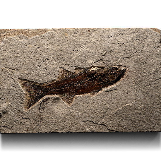 Fossil Mioplosus Fish in Matrix