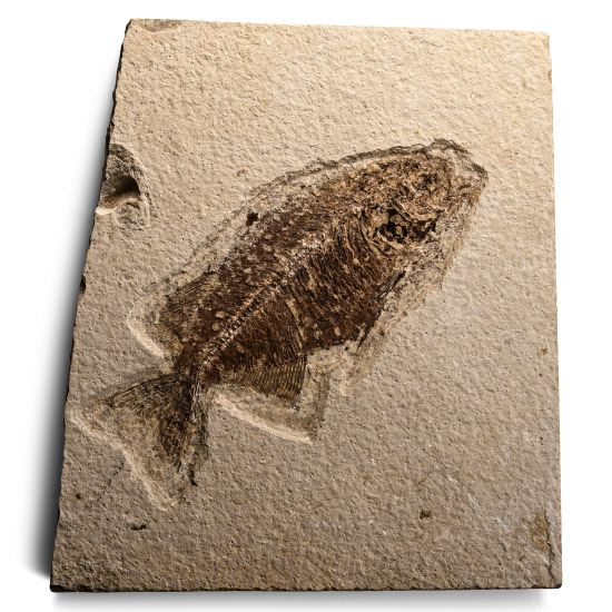 Fossil Phareodus Fish in Matrix