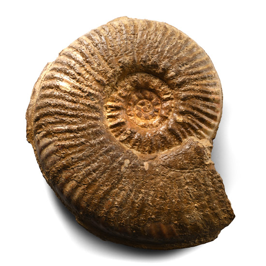 Fossil Hammatoceras Ammonite