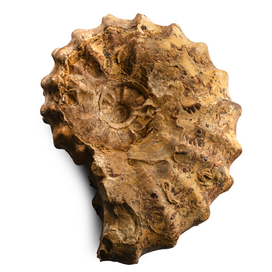 Fossil Euomphaloceras Ammonite