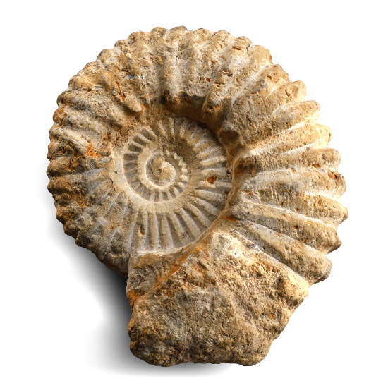 Fossil Agadir Ammonite