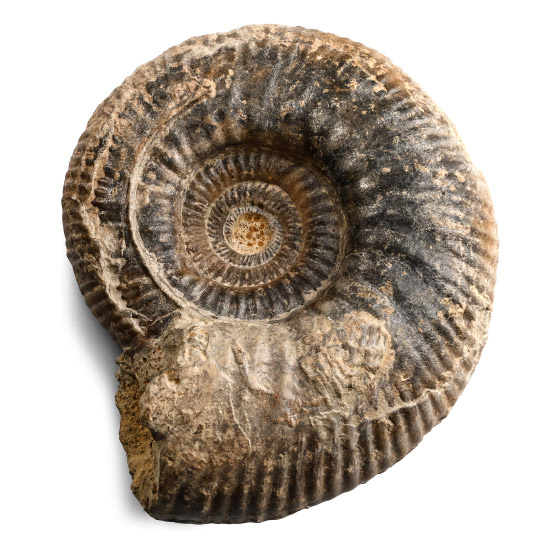 Fossil Procerites Ammonite