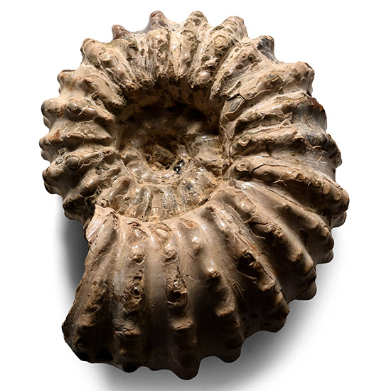 Fossil Douvilleiceras Mammilatum Ammonite