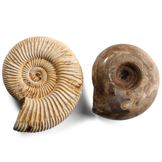 Fossil Ammonoid Group