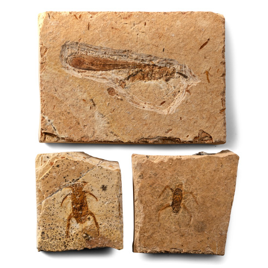 Fossil Insects in Matrix Collection