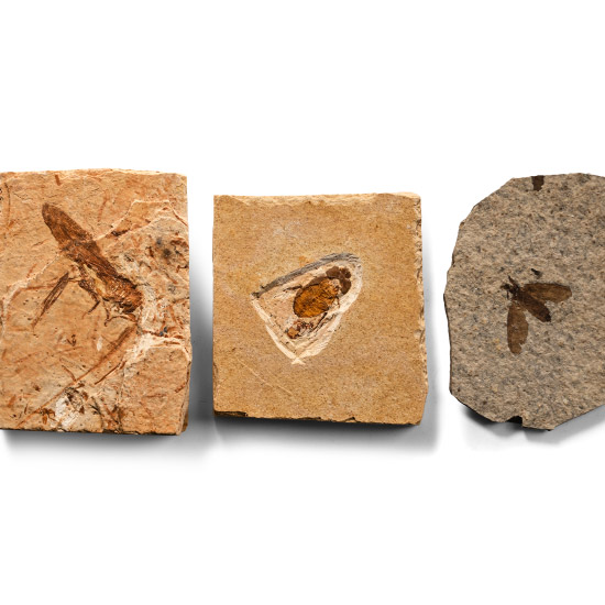 Fossil Insects in Matrix Collection