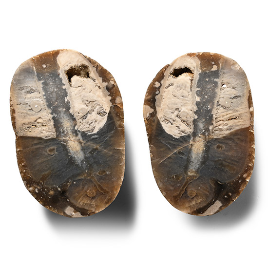 Cut and Polished Fossil Sponge in Flint Nodule