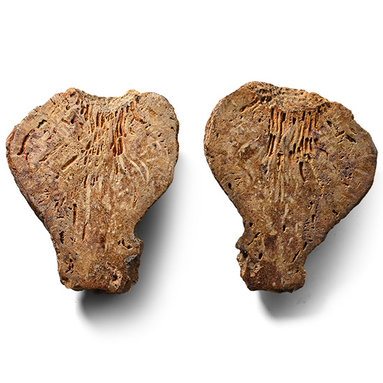 Cut and Polished Fossil Seed in Nodule