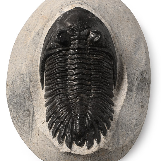 Fossil Asaphus Trilobite in Matrix
