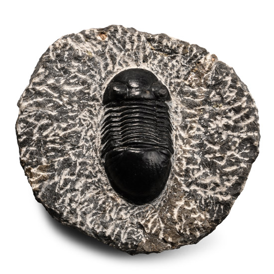 Fossil Thysanopeltidae Trilobite in Matrix