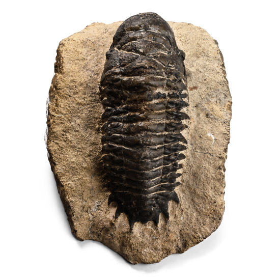 Fossil Crotalocephaline Trilobite in Matrix