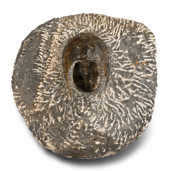 Fossil Harpes Trilobite in Matrix