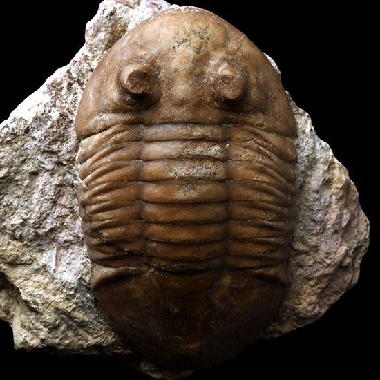 Fossil Asaphus Trilobite in Matrix