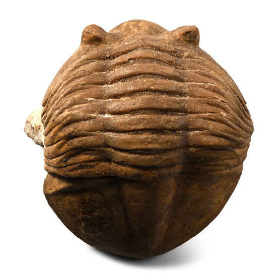 Fossil Asaphus Trilobite in Matrix