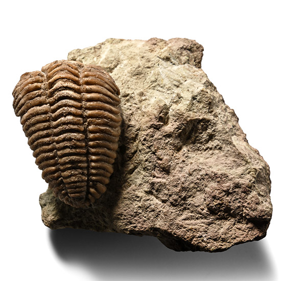 Fossil Pliomera Fisheri Trilobite in Matrix