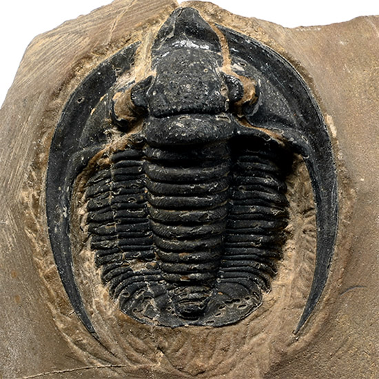 Fossil Harpes Trilobite in Matrix