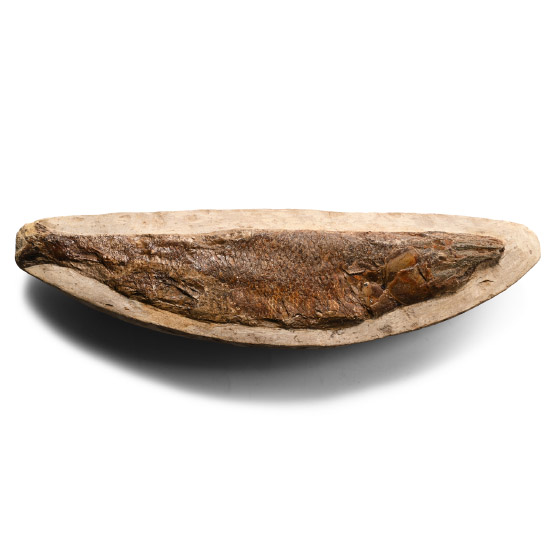 British Unidentified Fossil Fish in Matrix