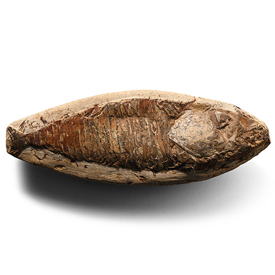Fossil Vinctifer Comploni Fish in Matrix