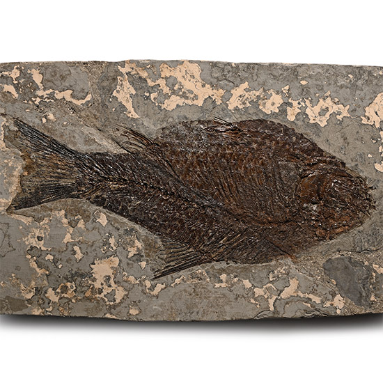 Fossil Vinctifer Jianghanichthys Species Fish in Matrix