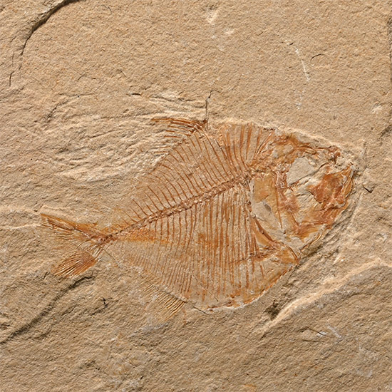 Fossil Aipichthys Fish in Matrix