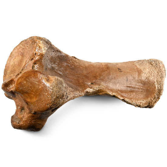 Large Woolly Rhinocerous Leg Bone
