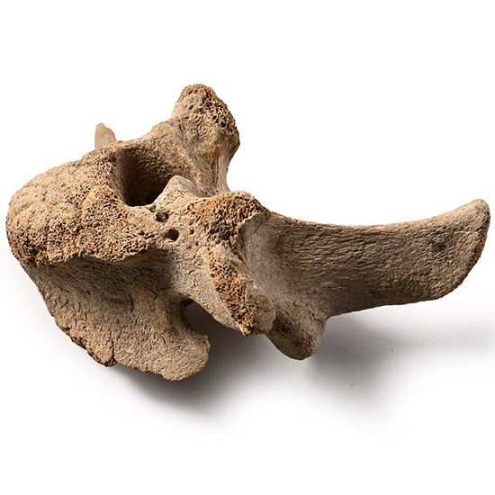 Stone Arrowhead Embedded in a Leidyosuchus Crocodile Vertebra