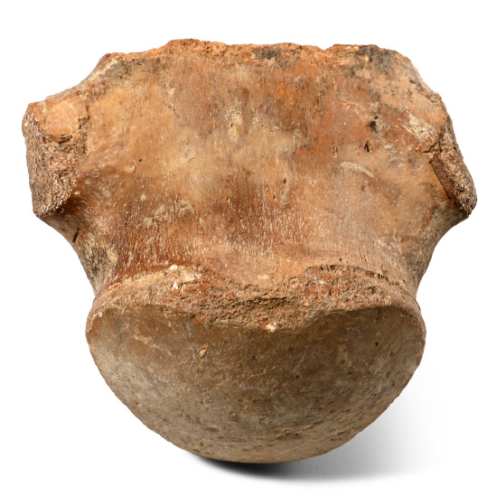Fossil Tylosaurus Marine Dinosaur Vertebra