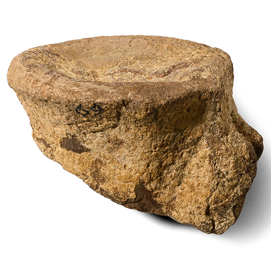 British Fossil Vertebra