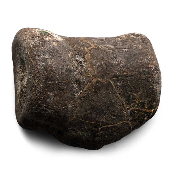 Fossil Iguanadon Dinosaur Vertebra