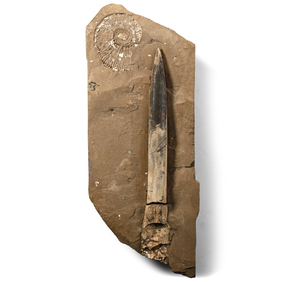Fossil Belemnite in Matrix with Ammonite Impression
