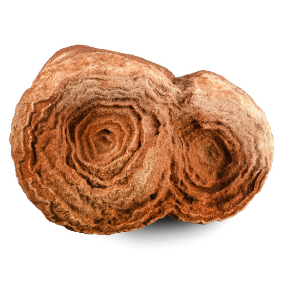 Stromatolite Specimen