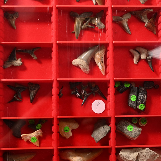 Collection of Extinct Fossilised Shark Teeth in Collectors Display Box