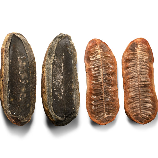 Fossil Astrotheca and Neuropteris Ferns in Split Nodules