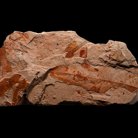 Fossil Nothofagus Ferns in Matrix