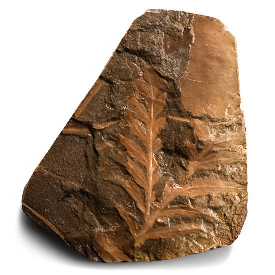 Fossil Fern in Matrix