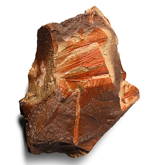 Nothofagus Fossil Ferns in Matrix