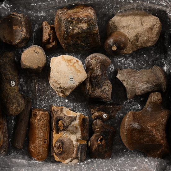 Mosasaur Marine Dinosaur Fossil Bone and Tooth Collection